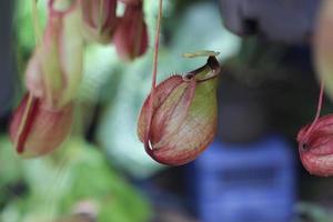 fleischfressender Krug des Nepenthes-Baums foto