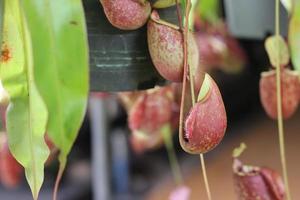 Krüge von Nepenthes Baum foto