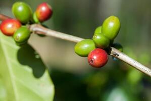 Kaffeebaum grüne Blattbäume foto