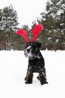 schwarzer Zwergschnauzer trägt im Winterwald Rotwildhörner. symbol für weihnachten und neujahr. foto