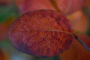 weinrot-gelbe Blätter des Baumes im Spätherbst. schöne Herbstblätter an den Zweigen. foto