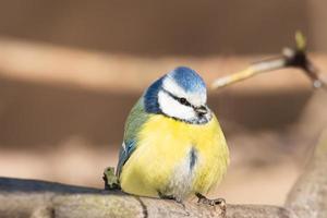 eine blaumeise cyanistes caeruleus thront. foto