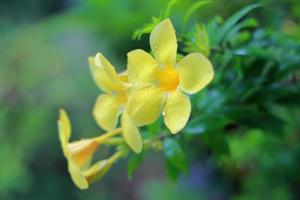 Erstaunliche große gelbe Blumen in der Natur foto