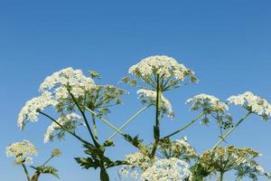 Weiß Blumen Bärenklau. blühen Pflanze gegen das Blau Himmel. Heracleum sosnowskyi foto