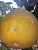 Grapefruits geschnitten saftig natürlich foto