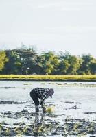 Landwirtschaft von thailändischen Bauern, die am 13. April 2022 Landwirtschaft betreiben foto