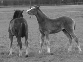 Pferde auf einer deutschen Wiese foto