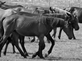 Pferde auf Wiese im Deutschland foto