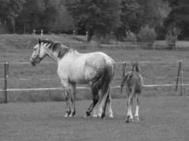 wild Pferde und Blätter foto