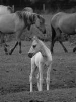 Wildpferde in Deutschland foto