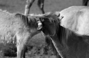 wild Pferde und Blätter foto