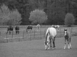 wild Pferde und Blätter foto