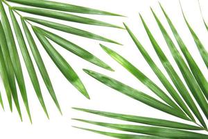 grüne tropische Palmenblätter foto