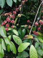 Arabica Kaffee von das Baum foto