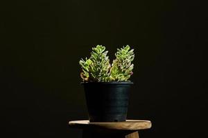 grüne Pflanze in einem Topf auf einem Hocker