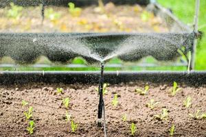 Kleines Sprinkler-Bewässerungssystem in Gemüsebeeten foto