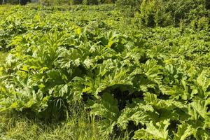 Grün Herakleum, Kuh-Pastinake Pflanze im Sommer- foto