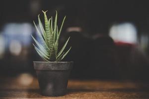 Cafe Mood Cactus auf dem Tisch foto