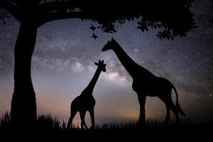 die Silhouette einer Giraffe und zwei Bäume auf einem Hintergrund mit Sternen foto