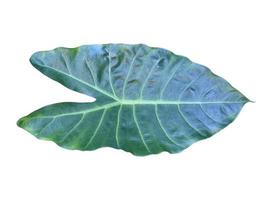 isoliertes alocasia oder elefantenohrblatt mit schneidepfaden. foto