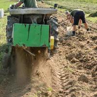 Ernte im Dorf, Kartoffelernte mit einem Traktor mit Pflug und Rüttelsieb. foto