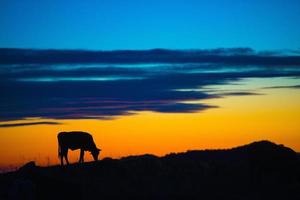 Kuh, die bei Sonnenuntergang in einem Berg frisst foto
