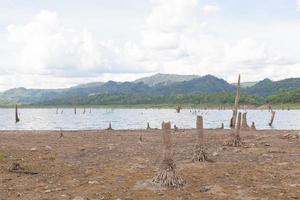 tote Bäume im Wasser foto