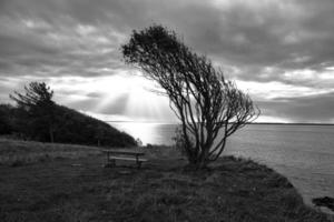 Vom Wind gebogener Baum, aufgenommen in Schwarzweiß, mit Sitzbank auf einer Klippe am Meer foto