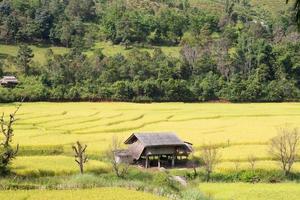 Haus in den Reisfeldern in Thailand
