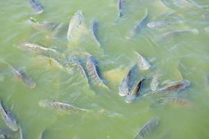 Fische schwimmen im Pool foto