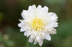 kleine weiße Blume im Park foto