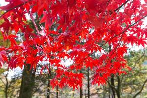 rote Herbstblätter in Japan foto
