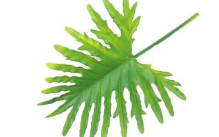 grünes Philodendronblatt foto
