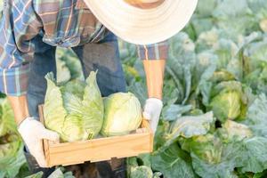 Mann Farmer mit frisch Gemüse, Kohl Ernte, natürlich Auswahl, organisch, Ernte Jahreszeit, landwirtschaftlich Geschäft Eigentümer, jung Clever Rahmen, gesund Lebensstil, Bauernhof und Garten Direkte, nicht giftig foto