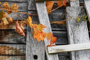 Herbstlaub auf Holz foto