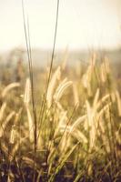 Grasfeld zur goldenen Stunde foto