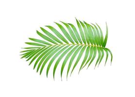 grünes tropisches Palmenlaub foto