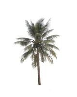 Kokosnussbaum auf lokalisiertem weißem Hintergrund foto