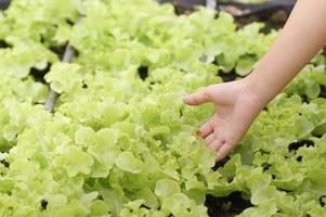 Hand in den Bio-Gemüsegarten