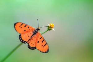 Schmetterling auf Blume foto