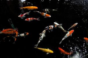 koi schwimmen in einem wassergarten, bunte koi-fische, detail von bunten japanischen karpfenfischen, die im teich schwimmen foto