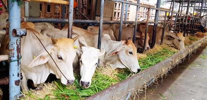 Viele weiße Kühe fressen grünes Gras und Stroh in Hürden oder Tierfarmen. Konzept für Fütterung, Hunger und Tierwelt foto