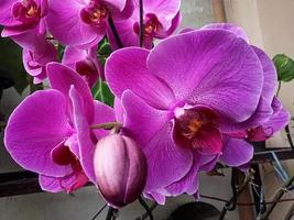 Mondorchidee oder Phalaenopsis amabilis. Orchideen, Orchidaceae, sind die größte Familie der einkeimblättrigen Pflanzen. indonesischer anggrek bulan auf selektivem fokus foto