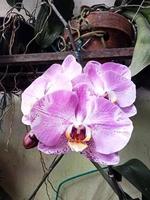 Mondorchidee oder Phalaenopsis amabilis. Orchideen, Orchidaceae, sind die größte Familie der einkeimblättrigen Pflanzen. indonesischer anggrek bulan auf selektivem fokus foto