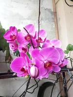 Mondorchidee oder Phalaenopsis amabilis. Orchideen, Orchidaceae, sind die größte Familie der einkeimblättrigen Pflanzen. indonesischer anggrek bulan auf selektivem fokus foto