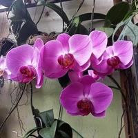 Mondorchidee oder Phalaenopsis amabilis. Orchideen, Orchidaceae, sind die größte Familie der einkeimblättrigen Pflanzen. indonesischer anggrek bulan auf selektivem fokus foto