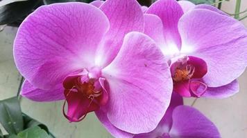 Mondorchidee oder Phalaenopsis amabilis. Orchideen, Orchidaceae, sind die größte Familie der einkeimblättrigen Pflanzen. indonesischer anggrek bulan auf selektivem fokus foto