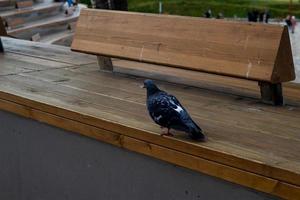 ein Taube Vogel hölzern Bank auf Stadt Straße. foto