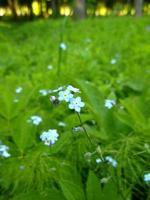 Vergissmeinnicht. Blau Blumen. foto