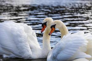 ein Paar von stumm Schwäne schwimmen im das Teich foto